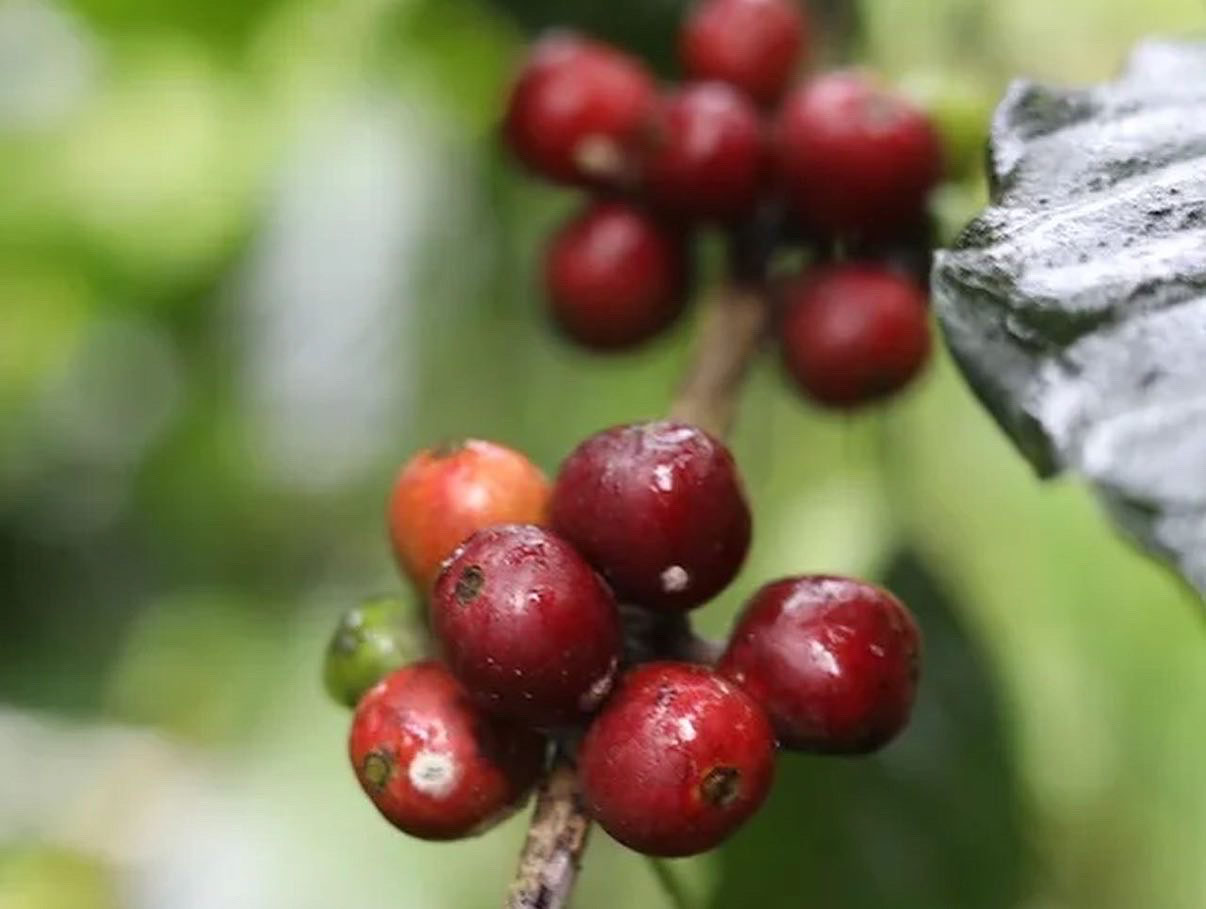Coffee cherries on the Kauai plantation