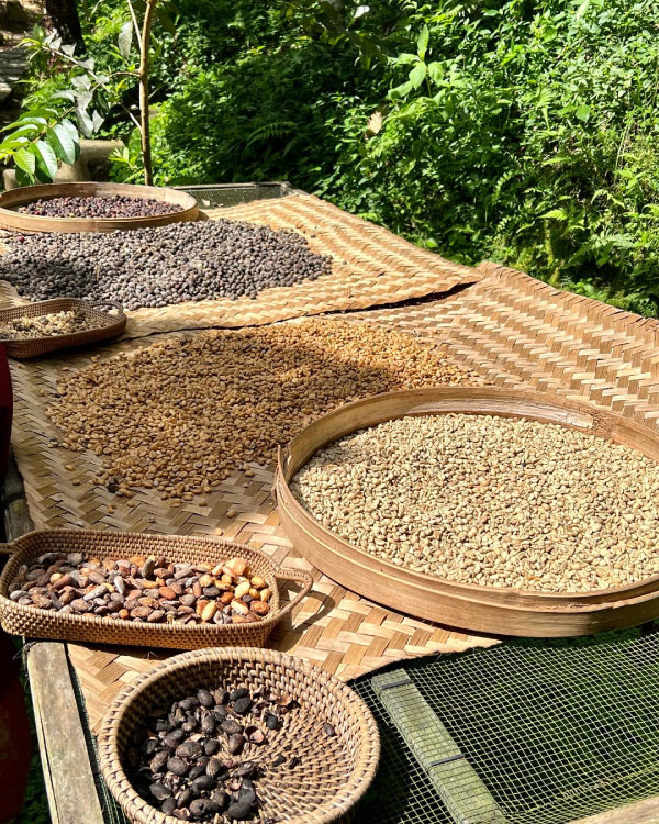 Coffee farm in Indonesia